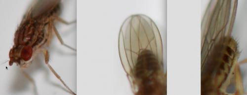 Drosophila busckii